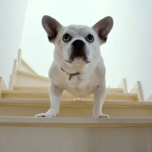 Unique Dog Names: 325+ Unique Names for Your Dog - Old dog on stairs