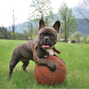Unique Dog Names: 325+ Unique Names for Your Dog - French Bulldog with basketball