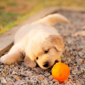 Unique Dog Names: 325+ Unique Names for Your Dog  -golden retriever with orange ball