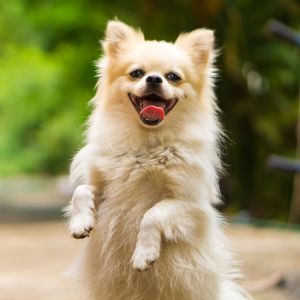 Unique Dog Names: 325+ Unique Names for Your Dog  - Happy dog standing on hind legs