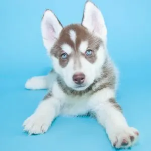 Light colored husky on blue background