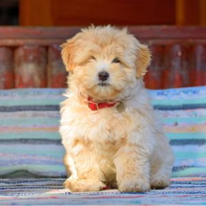 Unique Dog Names: 325+ Unique Names for Your Dog - Small havanese