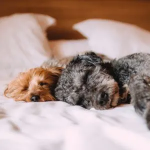 Unique Dog Names: 325+ Unique Names for Your Dog Two dogs sleeping on human bed