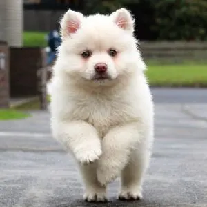 White fluffy dog running