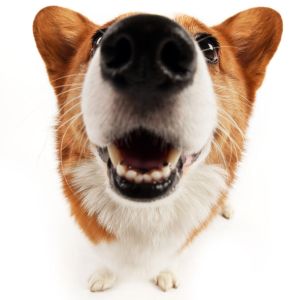 Unique Dog Names: 325+ Unique Names for Your Dog  corgi