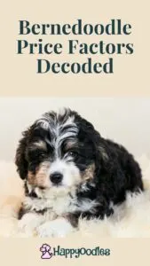 Bernedoodle price factors decoded - Pinterest pin with tile words and pic of bernedoodle puppy. 
