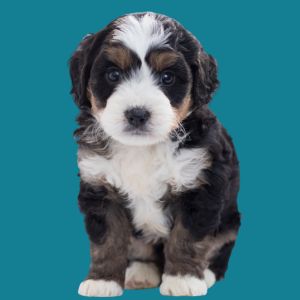 Bernedoodle Price: What Does A Bernedoodle Cost? - Bernedoodle puppy on a blue background