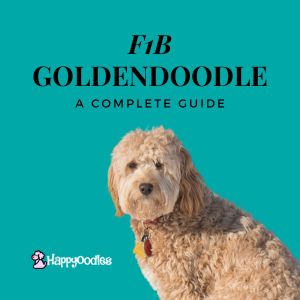 What is a F1B Goldendoodle? A Complete Guide for 2023 - tilte pafe with pic of a Goldendoodle on blue background