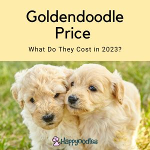 Goldendoodle Price: What Does a Goldendoodle Cost in 2023? title pic with two Goldendoodle puppies