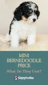 Mini Bernedoodle Price: What Do They Cost?
