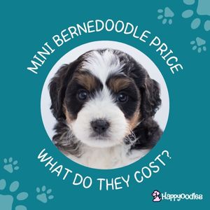 Mini Bernedoodle Price: What Do They Cost? - title picture in teal with Bernedoodle puppy in circle and paw prints