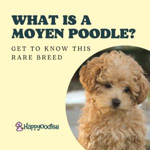 What is a Moyen Poodle? Get to Know This Rare Breed - Title pick with small poodle puppy