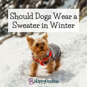 Does Your Dog Need a Sweater?  
Here are some tips on how to decide. Small Yorkiein sweater in snow