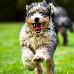Bernedoodle Breed Guide: Information & lesser known Facts - Running in grass
