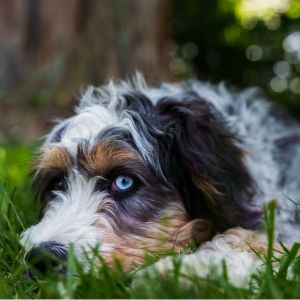 Puppy in grass