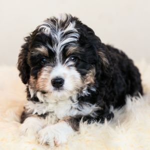 Bernedoodle Breed Guide: Information & lesser known Facts - Tri-color puppy