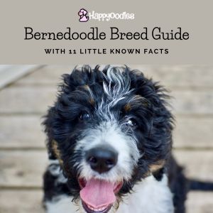 Bernedoodle Breed Guide: Information & lesser known Facts - title pic with picture of tri-color Bernedoodle puppy
