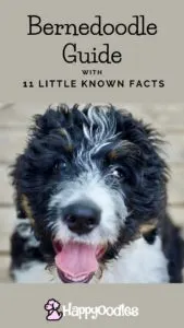 Bernedoodle Breed Guide: Information & lesser known Facts - PIN with picture of tri-color Bernedoodle puppy