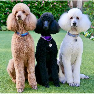 three poodles; one tan, one black and one white