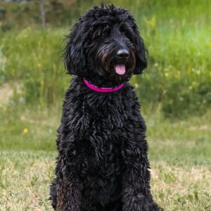 Black Goldendoodle with pink collar sitting in grass. 