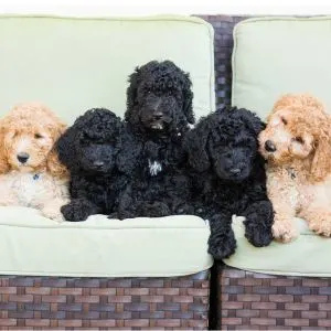 Black Goldendoodle Guide: What You Need to Know - Images  five Goldendoodle puppies. 
