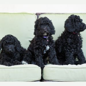 Black Goldendoodle Guide: What You Need to Know - Images - Three black Goldendoodle puppies 