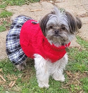 Trendy Christmas Sweaters for Dogs in 2023 - Small dog with red sweater and black and white skirt fringe
