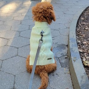 Trendy Christmas Sweaters for Dogs in 2023 - cream colored dog sweater