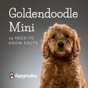 Mini Goldendoodle - 19 Need to Know Facts - 2023