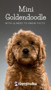 Toy Goldendoodle: Updated facts for 2023 - Happy Oodles