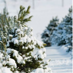 Holiday Traditions To Share With Your Dog- Christmas Tree Farm with snow