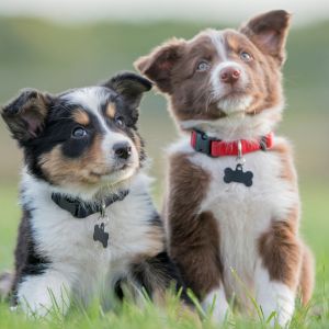 Two Border Collies sitting in grass