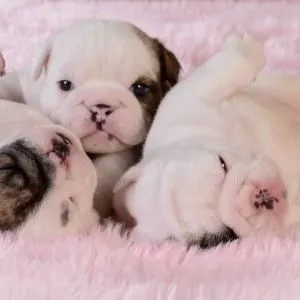 Bulldog puppies on pick rug