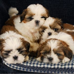 Shih Tzu Puppies in dog bed