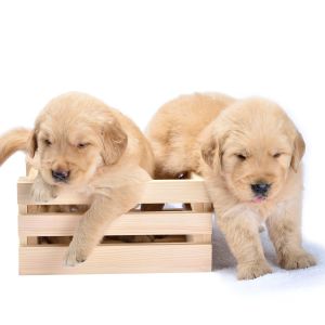 How to Pick a Puppy From a Litter: A Guide For You - Two Labrador Retrievers climbing out of box.