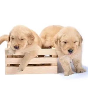How to Pick a Puppy From a Litter: A Guide For You - Two Labrador Retrievers climbing out of box.