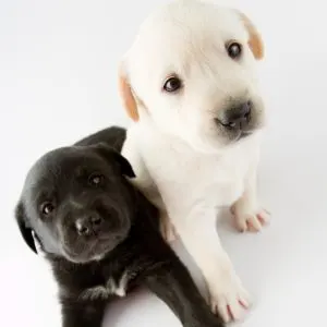 How to Pick a Puppy From a Litter: A Guide For You - two Labrador Retriever puppies looking up at camera. 