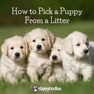 How to Pick a Puppy From a Litter: A Guide For You title pic with four Golden retriever puppies in grass. 