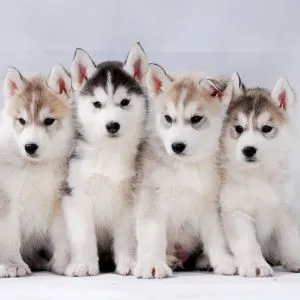 Four Siberian Husky puppies sitting closely together. 