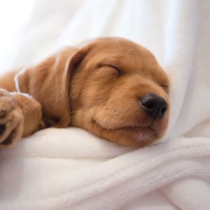 How to Pick a Puppy From a Litter: A Guide For You - Sleeping puppy 