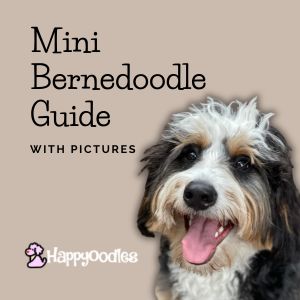 Mini Bernedoodle Breed Guide With Pictures for 2023
