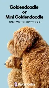 Mini Goldendoodle Vs Goldendoodle: Which is Better? Pinterest pin with larger and small Goldendoodle
