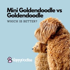 Mini Goldendoodle Vs Goldendoodle: Which is Better? title pic with large and small Goldendoodle