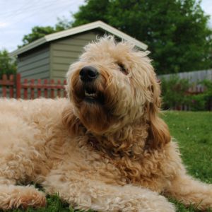 goldendoodle laying in grass in backyard