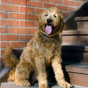 Goldendoodle on stairs