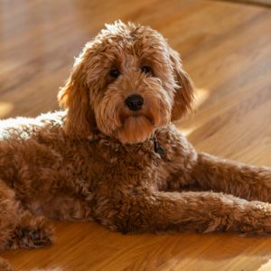 Goldendoodle laying on wood floor