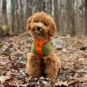 Mini Goldendoodle Vs Goldendoodle: Which is Better? - mini Goldendoodle in leaves