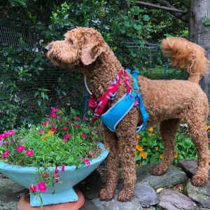 Goldendoodle  near flowers and a blue flower pot