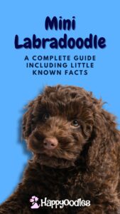 Mini Labradoodle: Complete Guide With Little Known Facts - pinterest - brown labradoodle with blue background