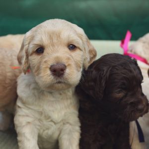 Mini Labradoodle: Complete Guide With Little Known Facts - two Labradoodle puppies; one cream and one black